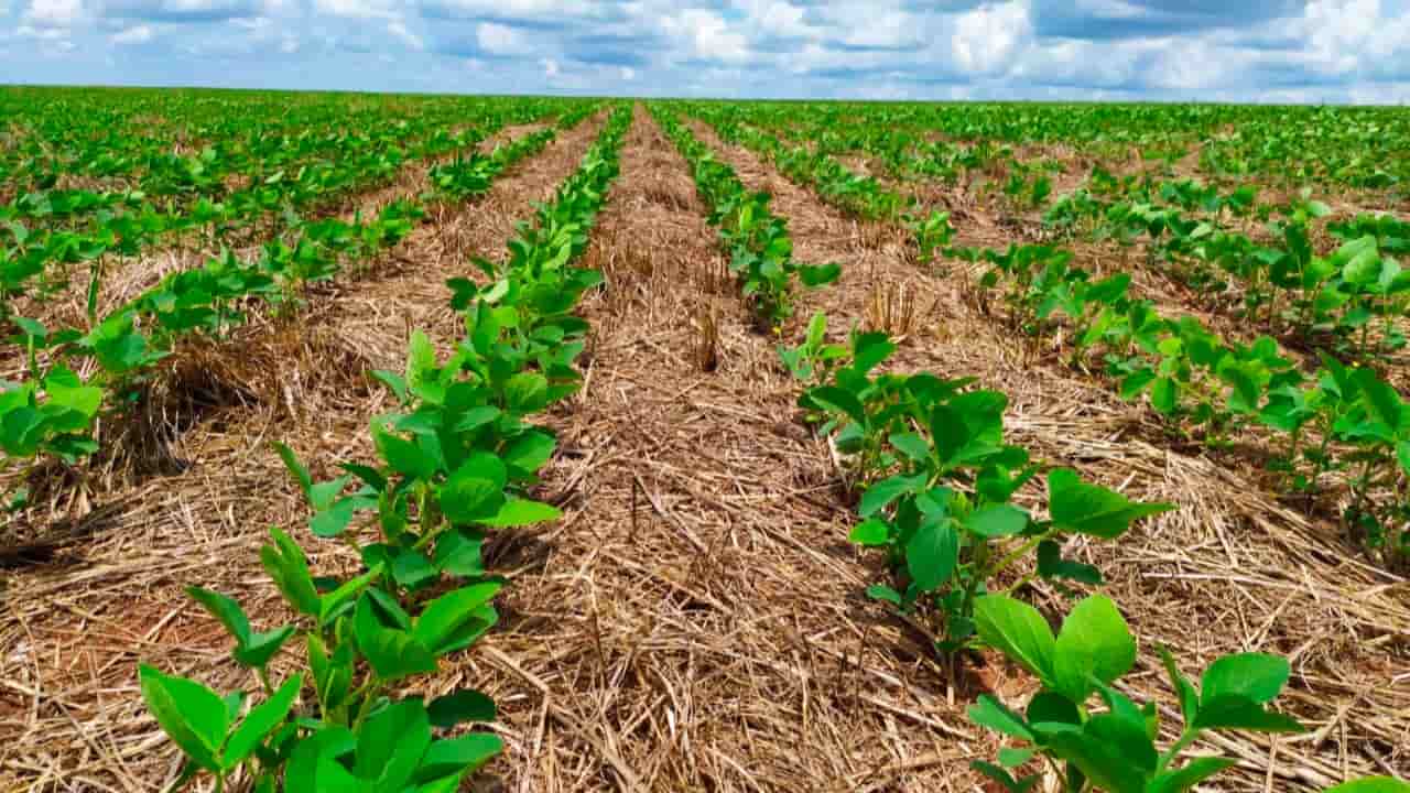 Promovendo a Agricultura Regenerativa: O Papel Crucial do Carbono no Solo e do Plantio Direto